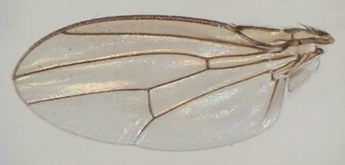 Drosophila repleta